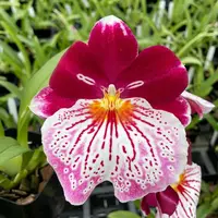 Milt Breathless 'Brilliant' Orchid Comes in 4" Pot