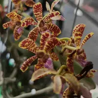 Acampe ochracea X Rhyn. gigantea var. red