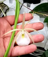 Brassavola perrinii