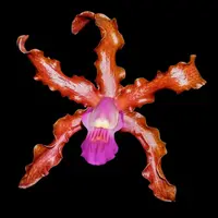 Cattleya Myrmecophila lueddemanii