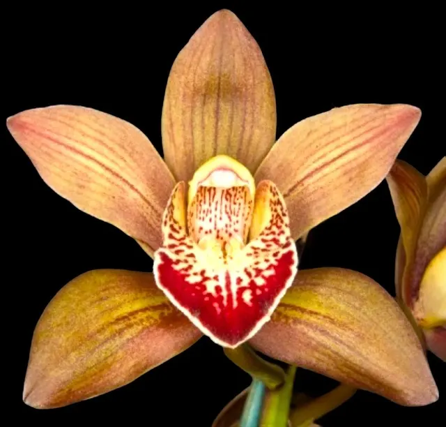 Cymbidium Rolling Stone