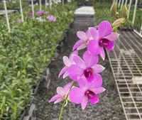Den. Kalapana Butterflies ‘808 Orchids’