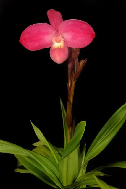 Phragmipedium kovachii x