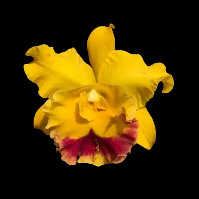 Cattleya Alliance: Rlc. Chomthong Delight 'Smile Lip' (Cattleya)
