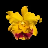 Cattleya Alliance: Rlc. Chomthong Delight 'Smile Lip'