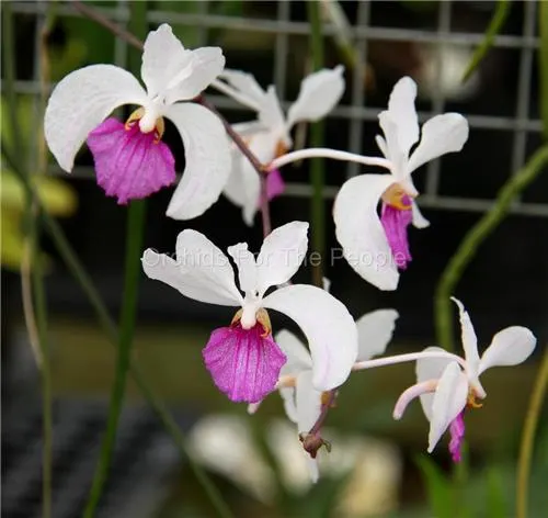 Holcoglossum kimballianum (Holcoglossum)