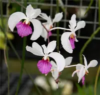 Holcoglossum kimballianum