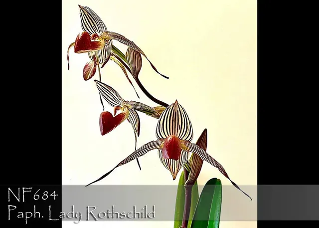 Paphiopedilum Lady Rothschild 'Note: Only 8 Available' (Paphiopedilum)