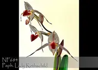 Paph. Lady Rothschild 'Note: Limited' (rothschildianum 'Fly Eagle' AM/AOS x Lady Isabel ' Norman' HCC/AOS)