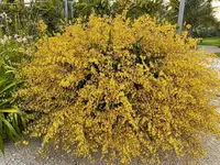 Oncidium Orchid Bare Root Division, Dancing Lady Yellow, Oncidium sphacelatum