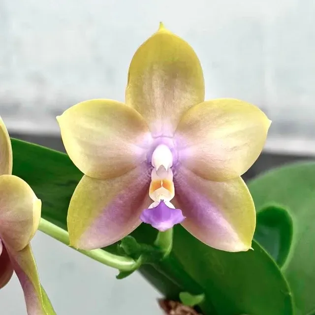Phalaenopsis Mituo Blue Firefly 'Yellow Pearl'