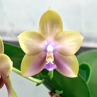 MCL219 Phalaenopsis Mituo Blue Firefly 'Yellow Pearl'