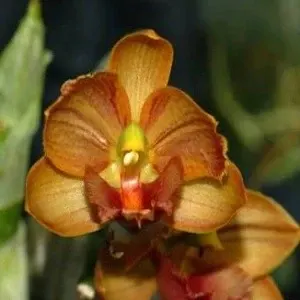 Cycnoches Jumbo Alpha (Cycnoches)