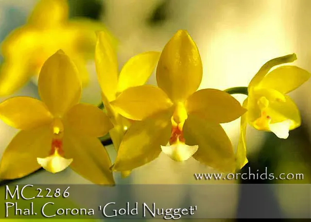 Phalaenopsis Corona 'Gold Nugget , Note: Mini Novelty .'