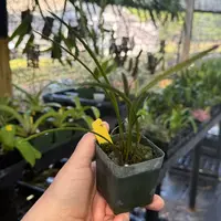 Dendrochilum wenzelii- Red Form