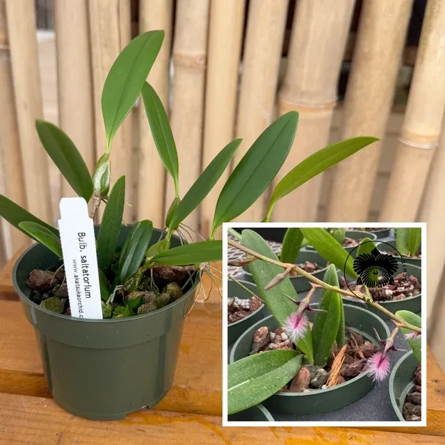 Bulbophyllum saltatorium