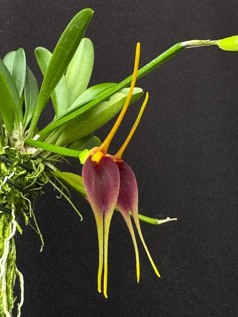 Masdevallia maculata (Masdevallia)