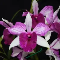 Dendrobium Freda Bratanata