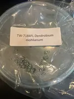 FLASK Dendrobium mohlianum