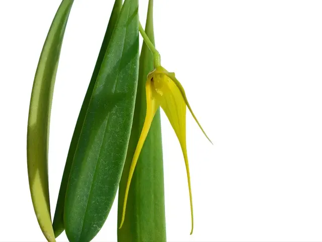Masdevallia caesia f xanthina