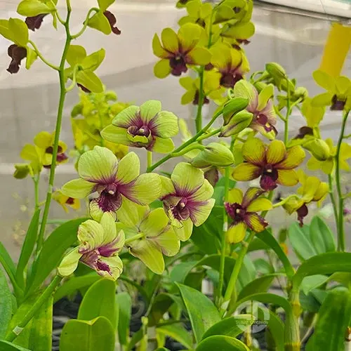 Dendrobium Thongchai Pinwattana Boonchu Gold