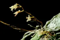 Dendrophylax porrectus (Jingle Bell Orchid)