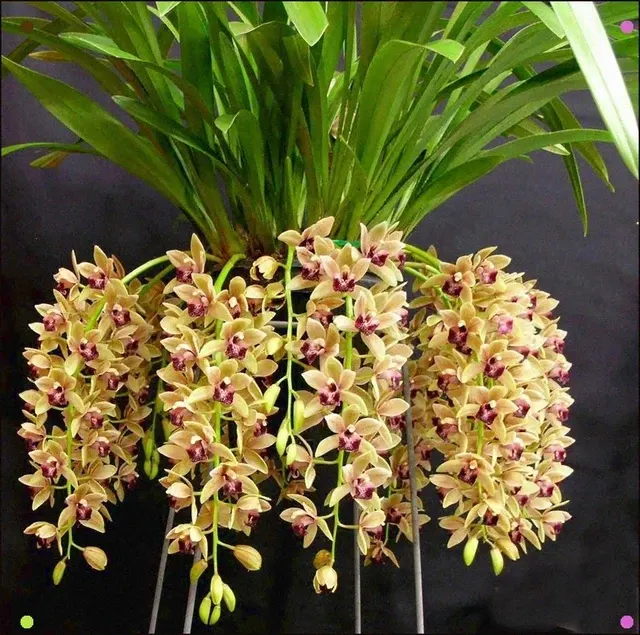 Cymbidium Mary Green 'Lime light' (Cymbidium)