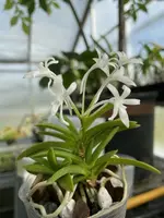 Neofinetia falcata ‘Suisei’