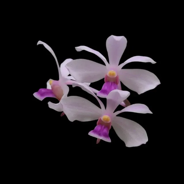 Vanda coerulescens var pink