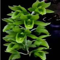 Clowesetum Black Jade