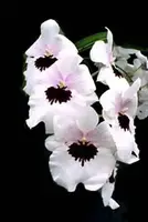 Miltoniopsis Lillian Nakamoto pansy orchid large seedling