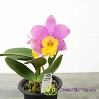 Sophrocattleya Crystelle Smith 'N.R' HCC/AOS (CTA-502)