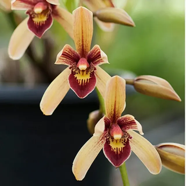 Cymbidium pakkret firestorm fortissimo (Cymbidium)