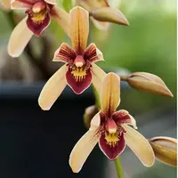 Cymbidium Pakkret Firestorm Fortissimo 4N