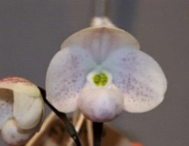 Paphiopedilum thaianum (Paphiopedilum)