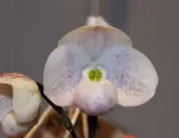 Flask - Paphiopedilum Paph. thaianum x sib - Slipper Orchid species