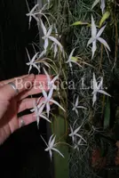 Aerangis arachnopus — Small Blooming-size division $75