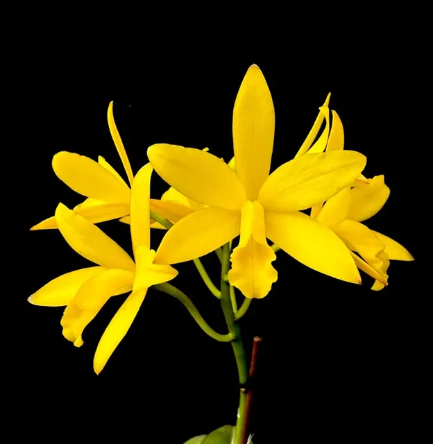 Cattlianthe El Cerrito (Cattlianthe)