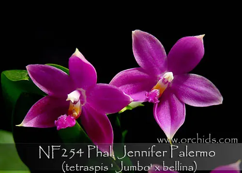 Phalaenopsis Jennifer Palermo 'Note: Amazing Sweet Fragrance'