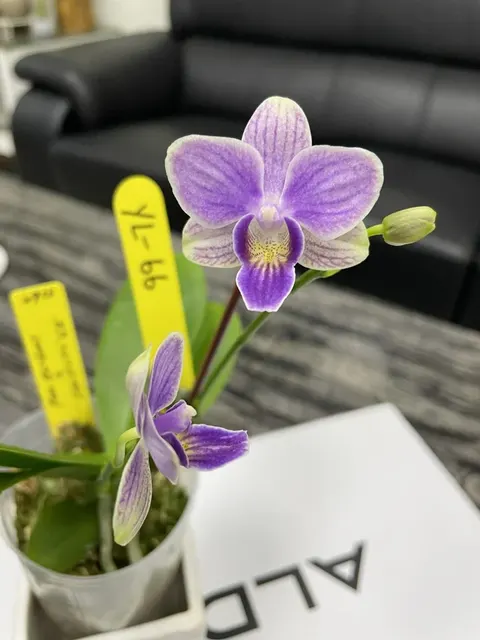 Phalaenopsis Lioulin Blue Grape 'YL-66'