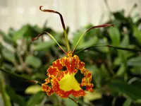 Psychopsis Mariposa 3 1/4 inch pots(Blooming Size Plants)