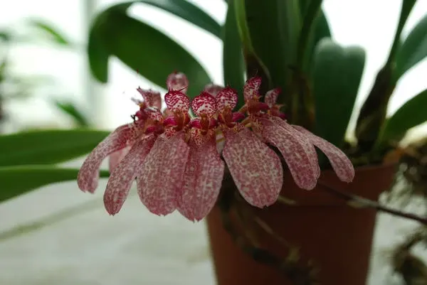 Cirrhopetalum eberhartii