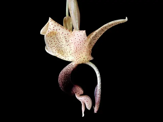 Stanhopea platyceras (Stanhopea)
