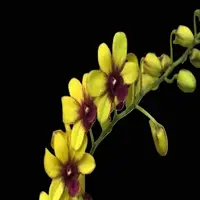 Dendrobium Orchid Yellow #280 Bushy Plant - Ready To Flower