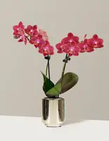 Mini Orchid — Mini (5"-10" tall) / Yellow / Gala (2.5" wide)