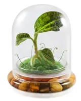 Jewel Orchid Terrarium, Macodes Petola, Great Unique Gift, 100% Growth Guarantee — Without Moss