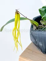 Bulb. thiurum