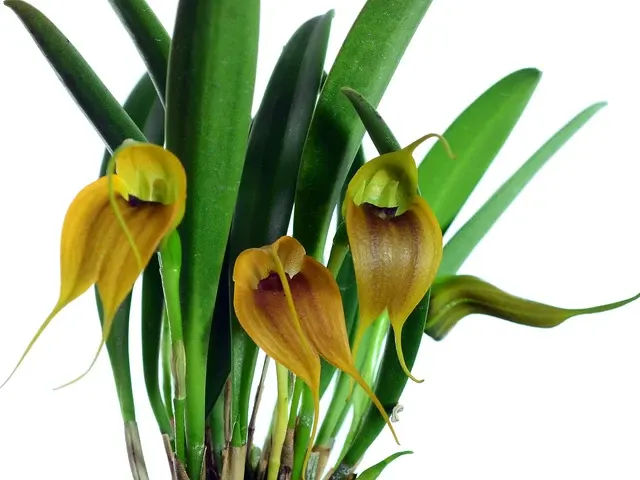 Masdevallia velifera (Masdevallia)