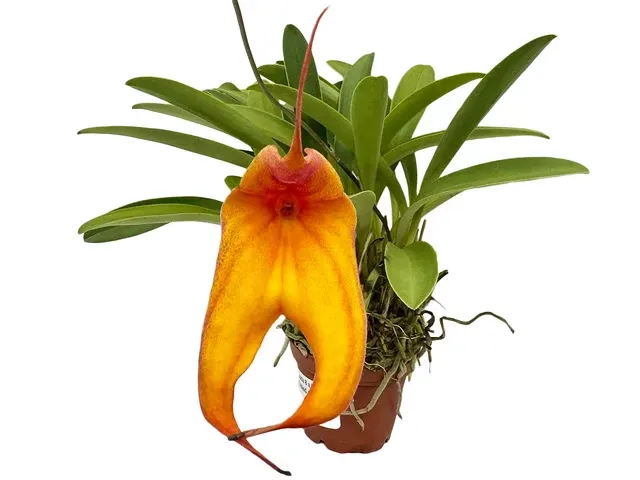Masdevallia veitchiana #8 x rhodehameliana x Mundyana (Masdevallia)