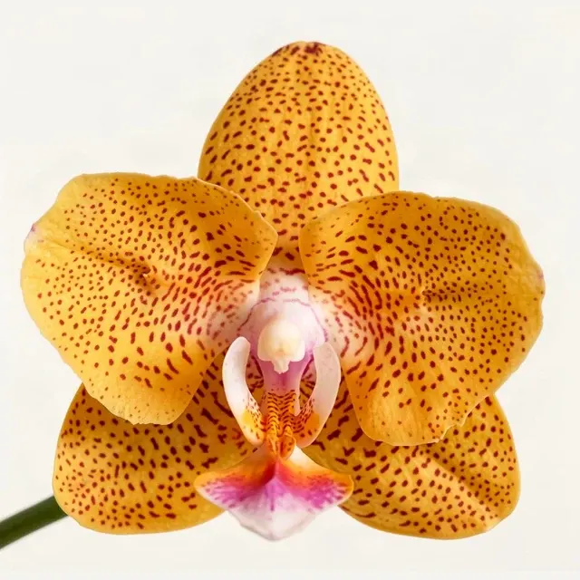 Phalaenopsis Cheese Burnt Cream - Flori Parfumate